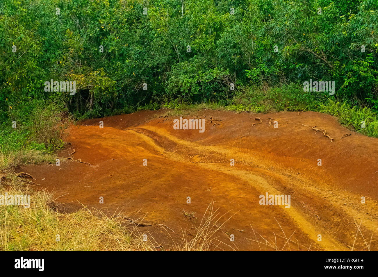 ATV tracks in the red dirt on the tropical island of Kauai, Hawaii, USA