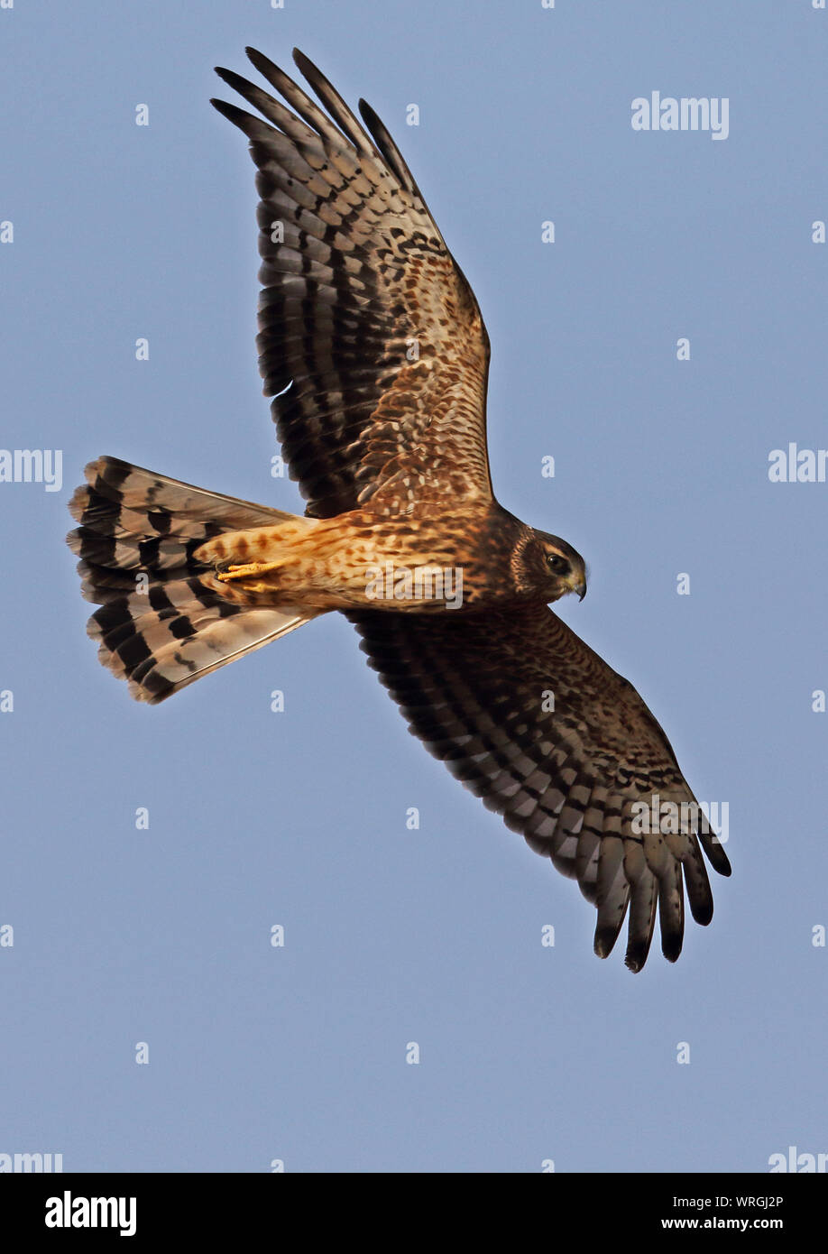 Cinereous Harrier (Circus cinereus) immature in flight  Lampa Marshes, Chile                   January Stock Photo