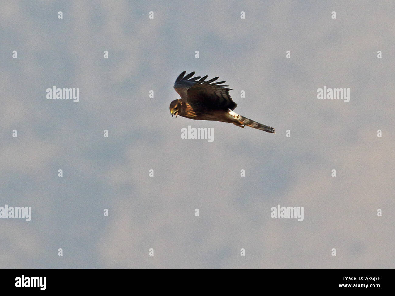 Cinereous Harrier (Circus cinereus) immature in flight calling  Lampa Marshes, Chile                   January Stock Photo