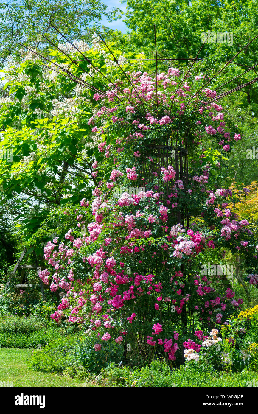 Idyllic Rose Garden With Pink Flowering Rambler Roses Stock Photo - Alamy