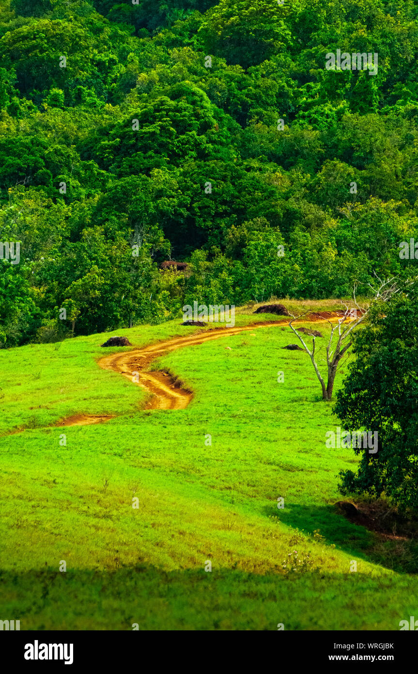 ATV tracks in the red dirt on the tropical island of Kauai, Hawaii, USA