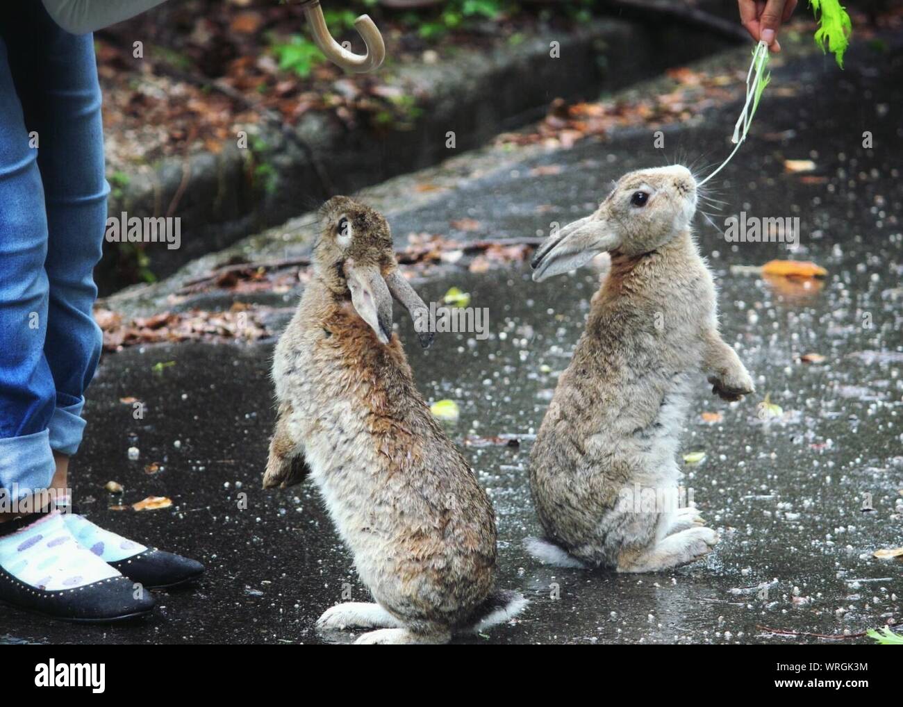 Rabbits on the ground hires stock photography and images Alamy
