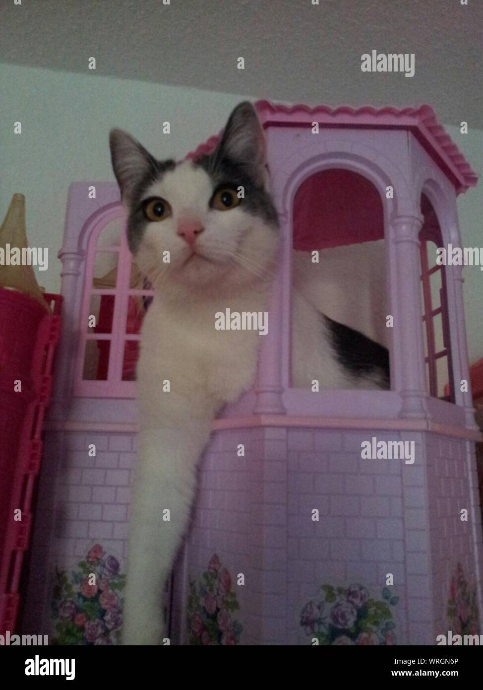 Doll house hires stock photography and images Alamy