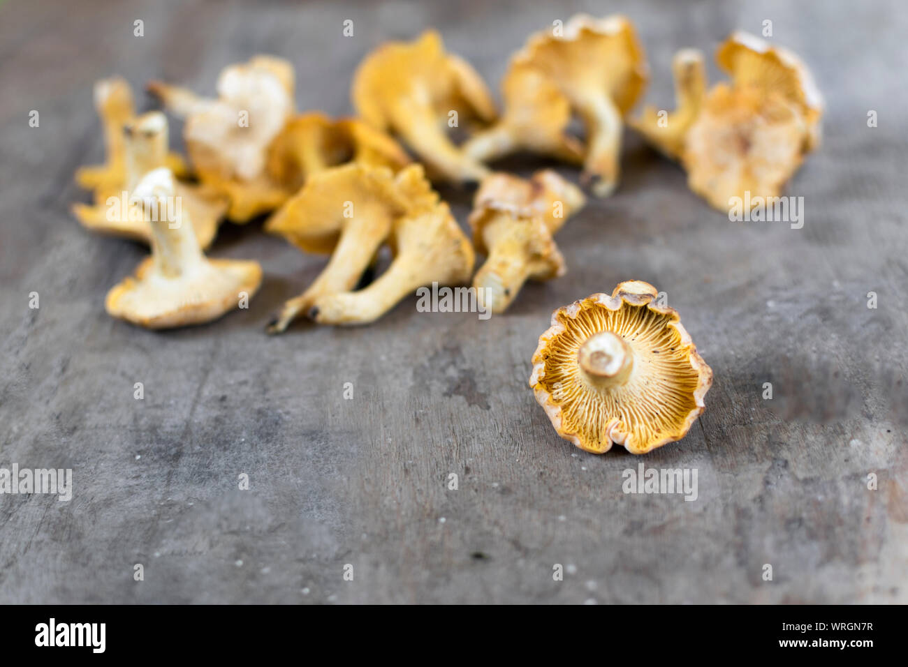 yellow chanterelle (cantharellus cibarius) on a rustic wooden background. Stock Photo