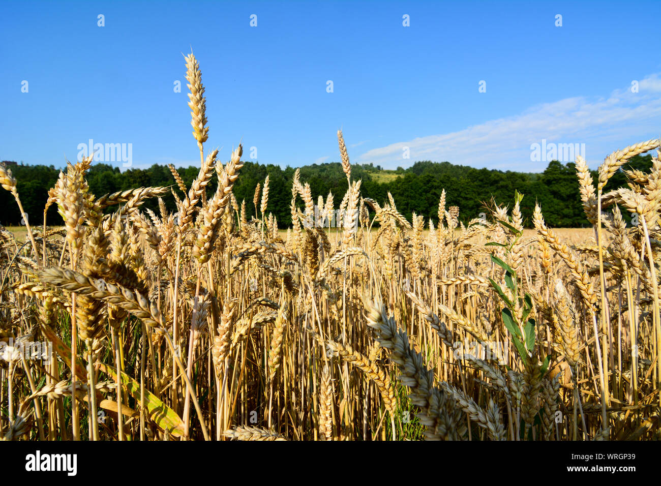 Wheat field before harvest Stock Photo - Alamy