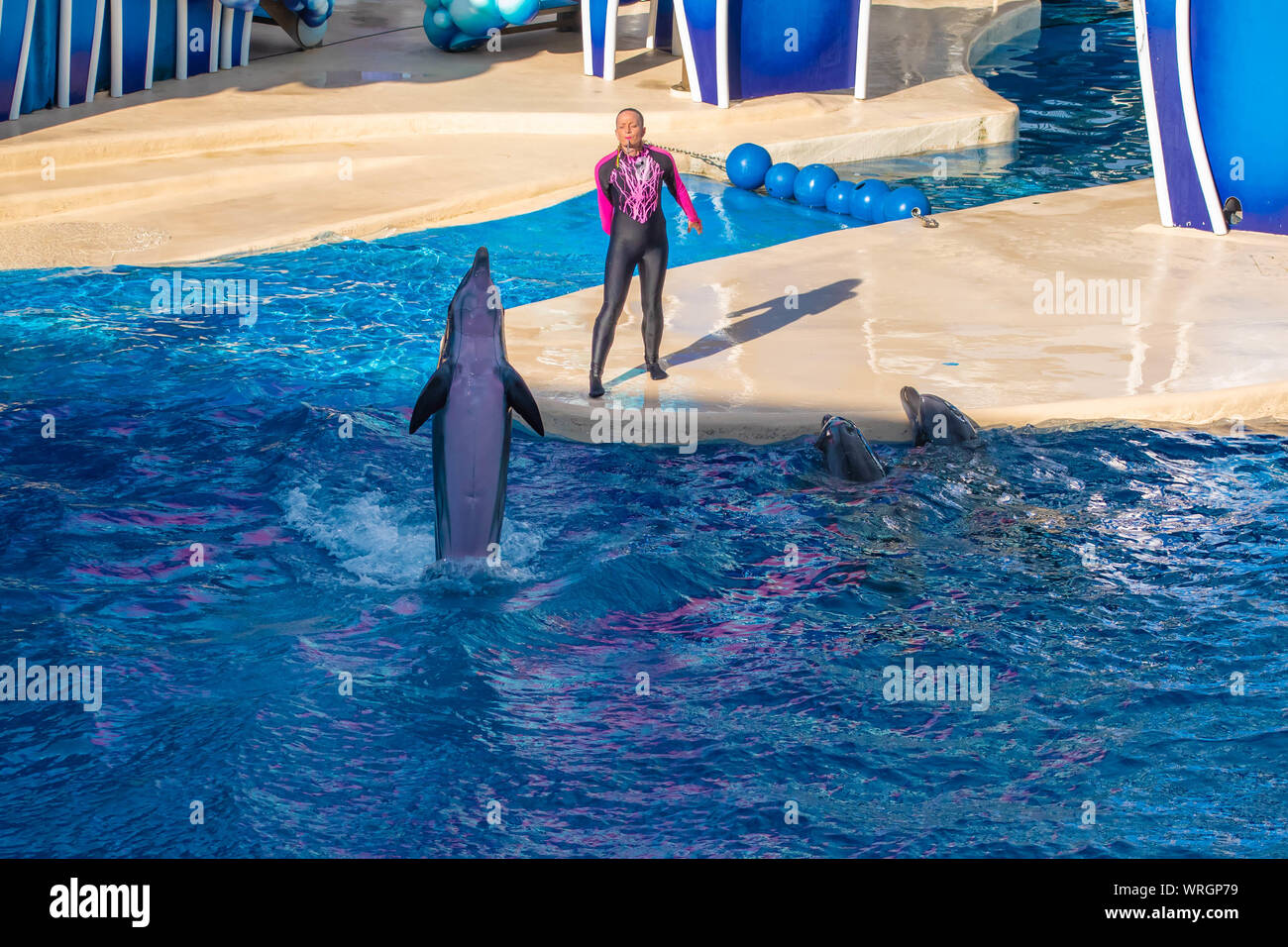 Orlando, Florida. August 23, 2019. Dolphins jumping in Touch the Sky Show at Seaworld Stock Photo