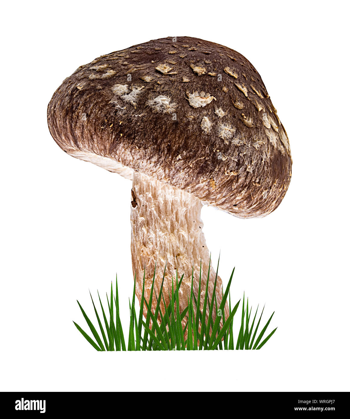 Shiitake mushroom on the white background and green grass Stock Photo