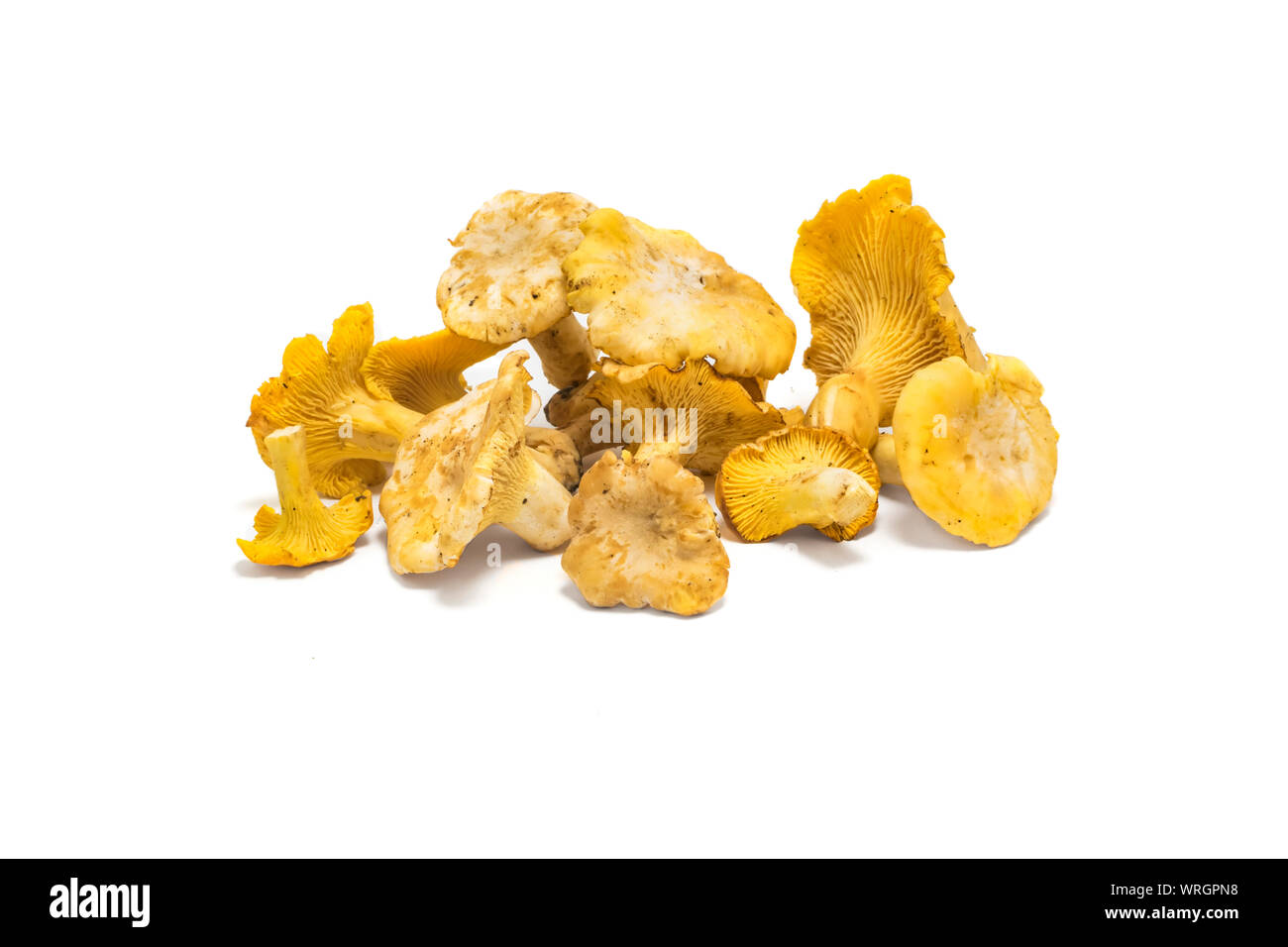 Chanterelle isolated on white, edible wild mushroom, Cantharellus cibarius. Stock Photo