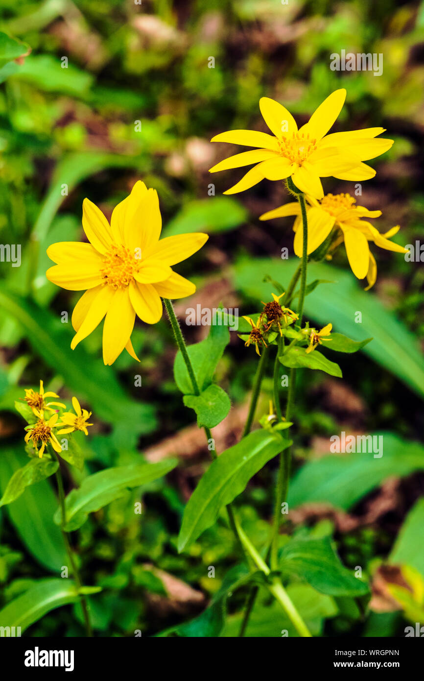 Arnica cordifolia; Heartleaf Arnica; Asteraceae; Sunflower Family; wildflowers in bloom; South Fooses Creeka; Central Colorado; USA Stock Photo