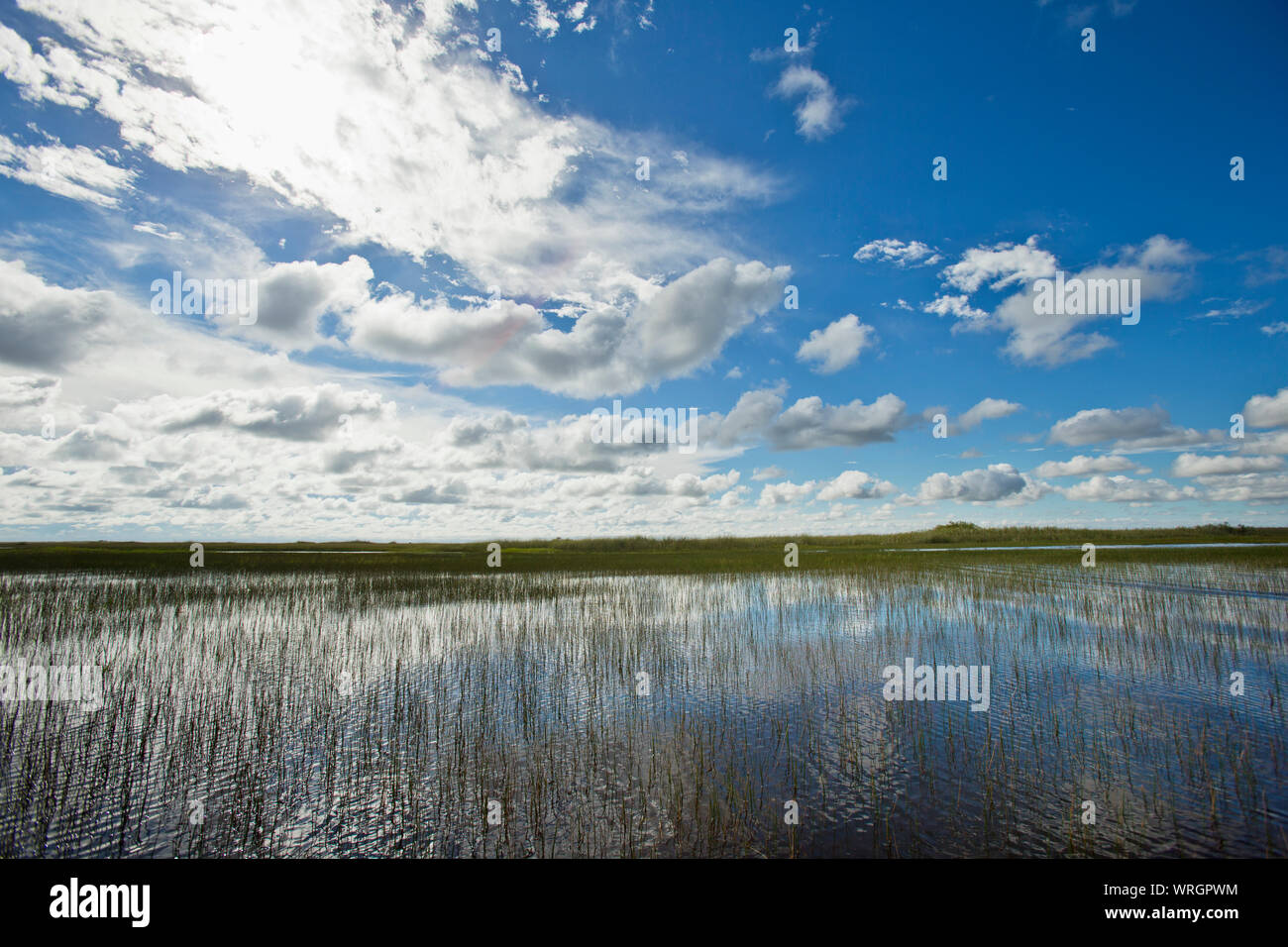 Overgrown wetland. Stock Photo