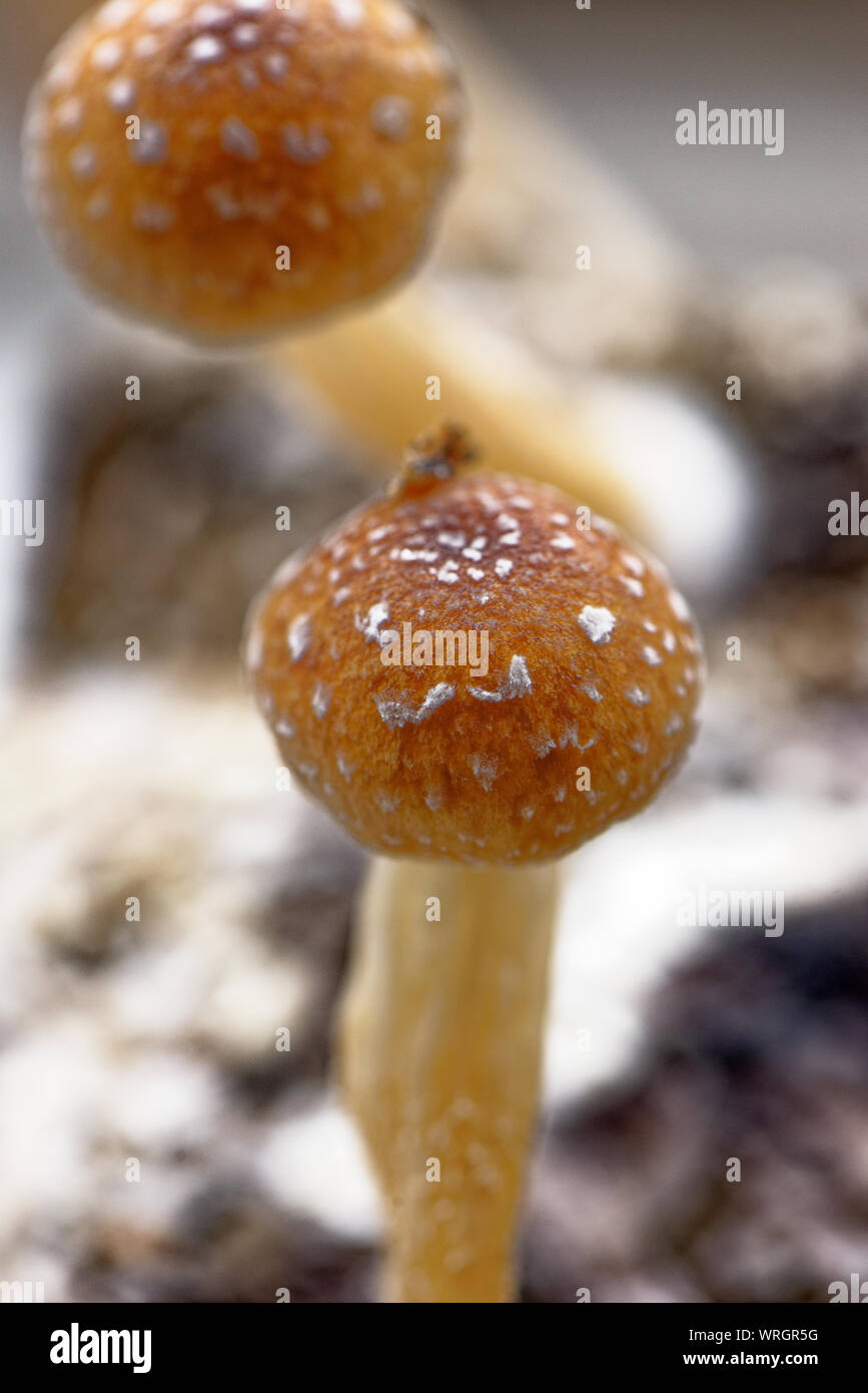 Psilocybin High Resolution Stock Photography And Images Alamy