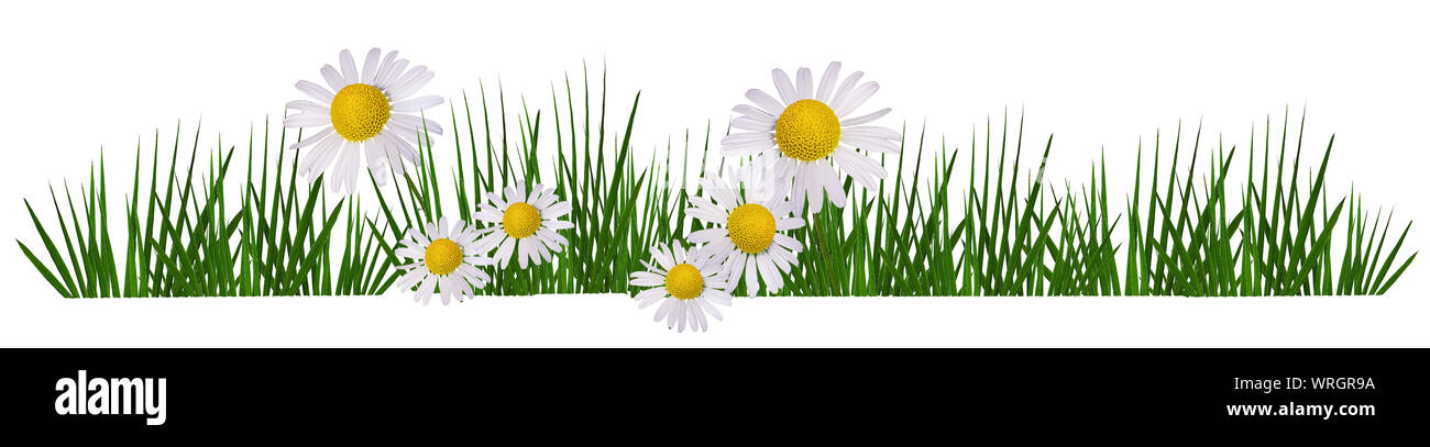 chamomile flower and green grass isolated with clipping path Stock ...