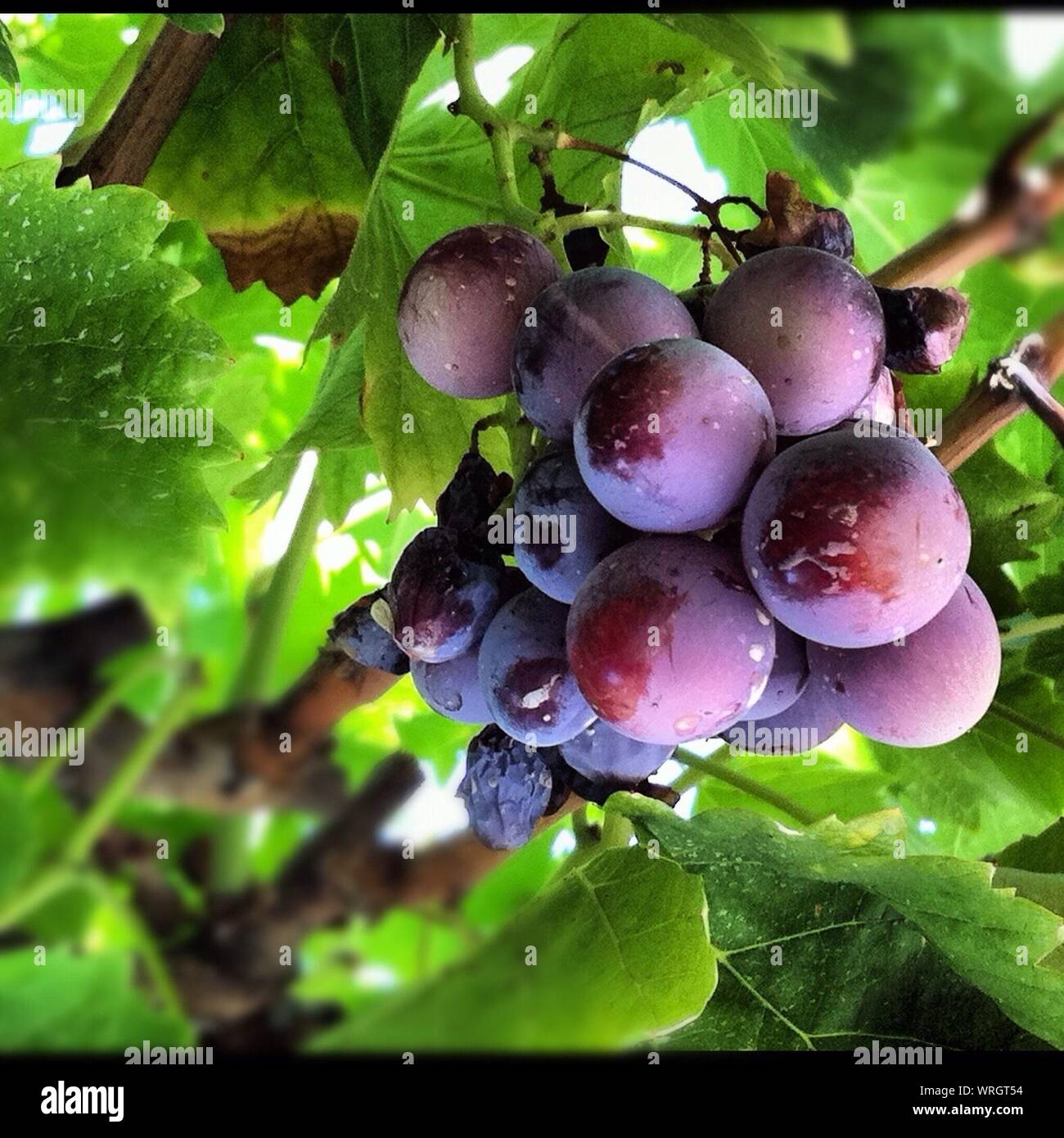 Plums Growing On Tree At Orchard Stock Photo Alamy