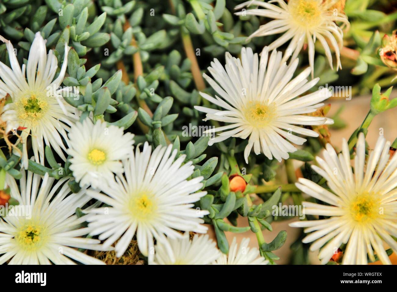 mesembryanthemum-in-spring-hi-res-stock-photography-and-images-alamy