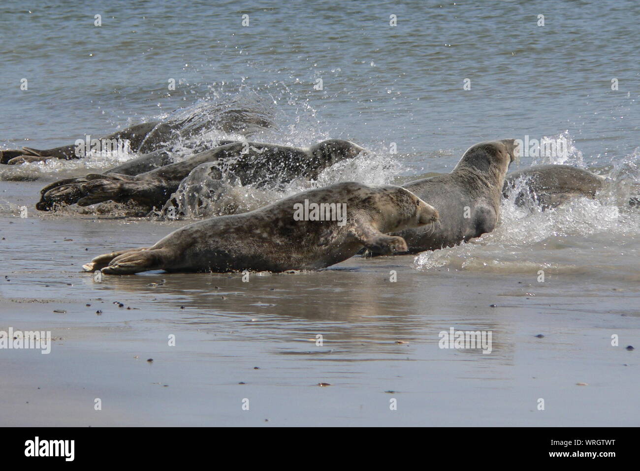 Water seals hires stock photography and images Alamy