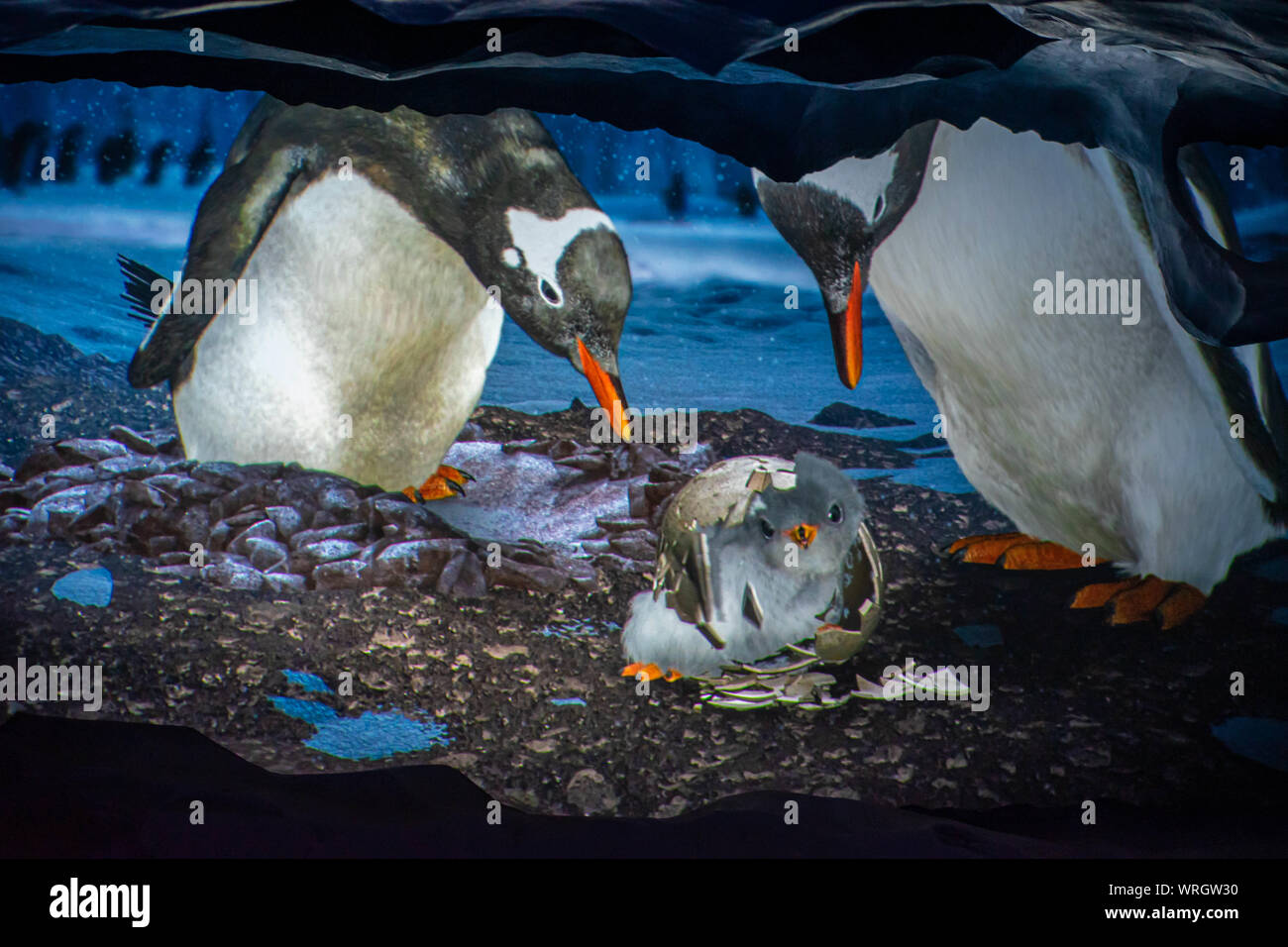 Orlando, Florida. August 31, 2019. Beautiful image of Penguins at