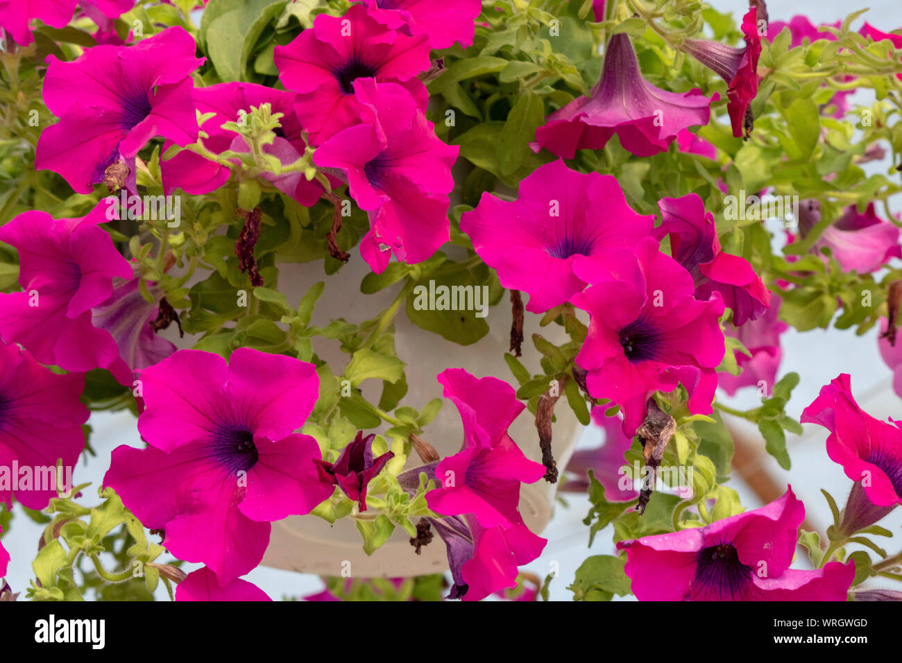 Close-up of Violet Flower petunia (Petunia integrifolia) flower. Hanging in a flowerpot. Stock Photo