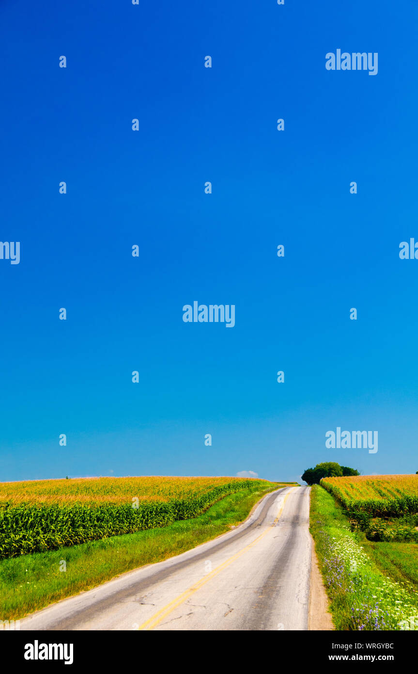 Rural road running between cornfields in upstate New York, USA Stock