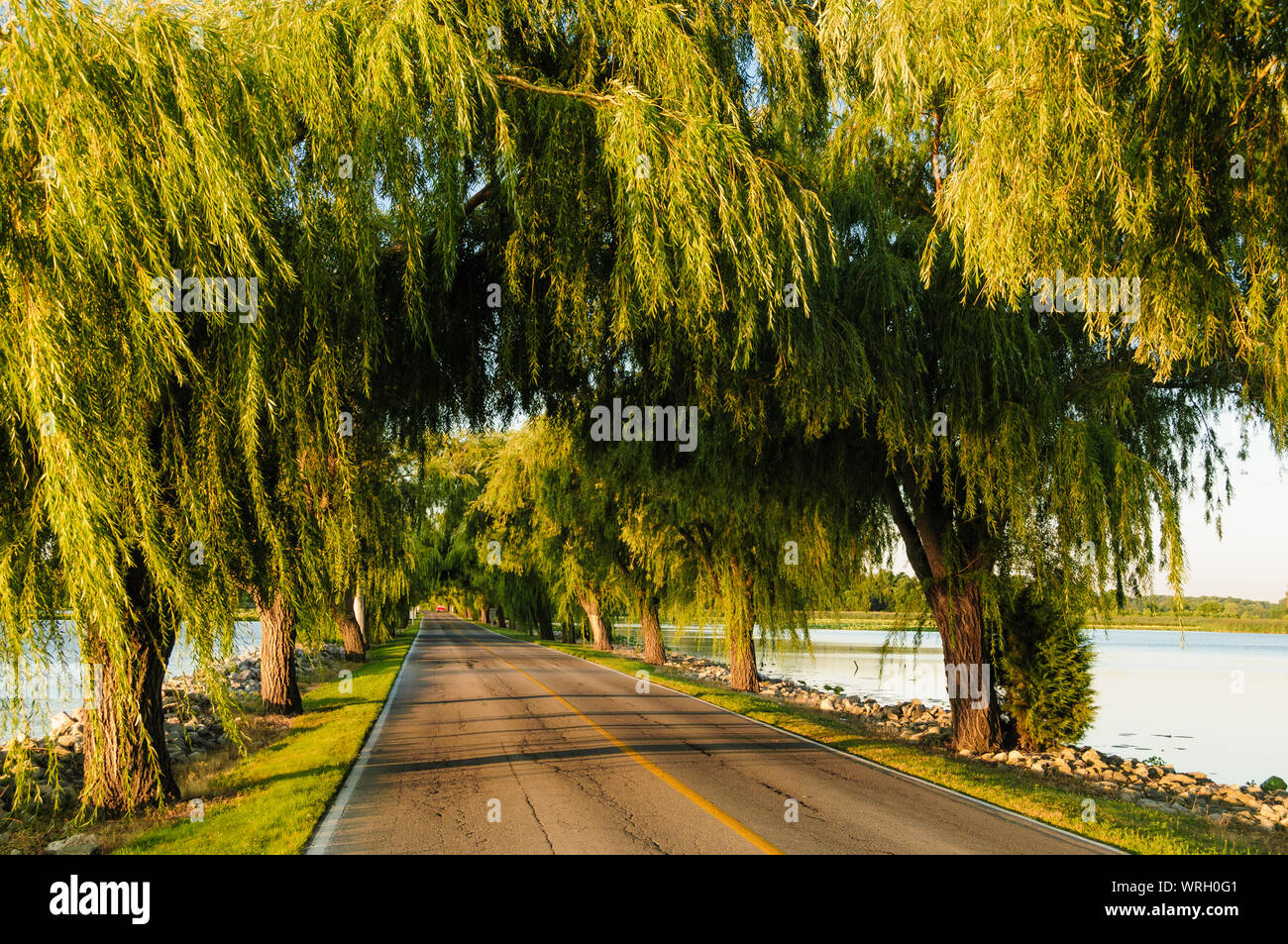Canopy road hi-res stock photography and images - Alamy