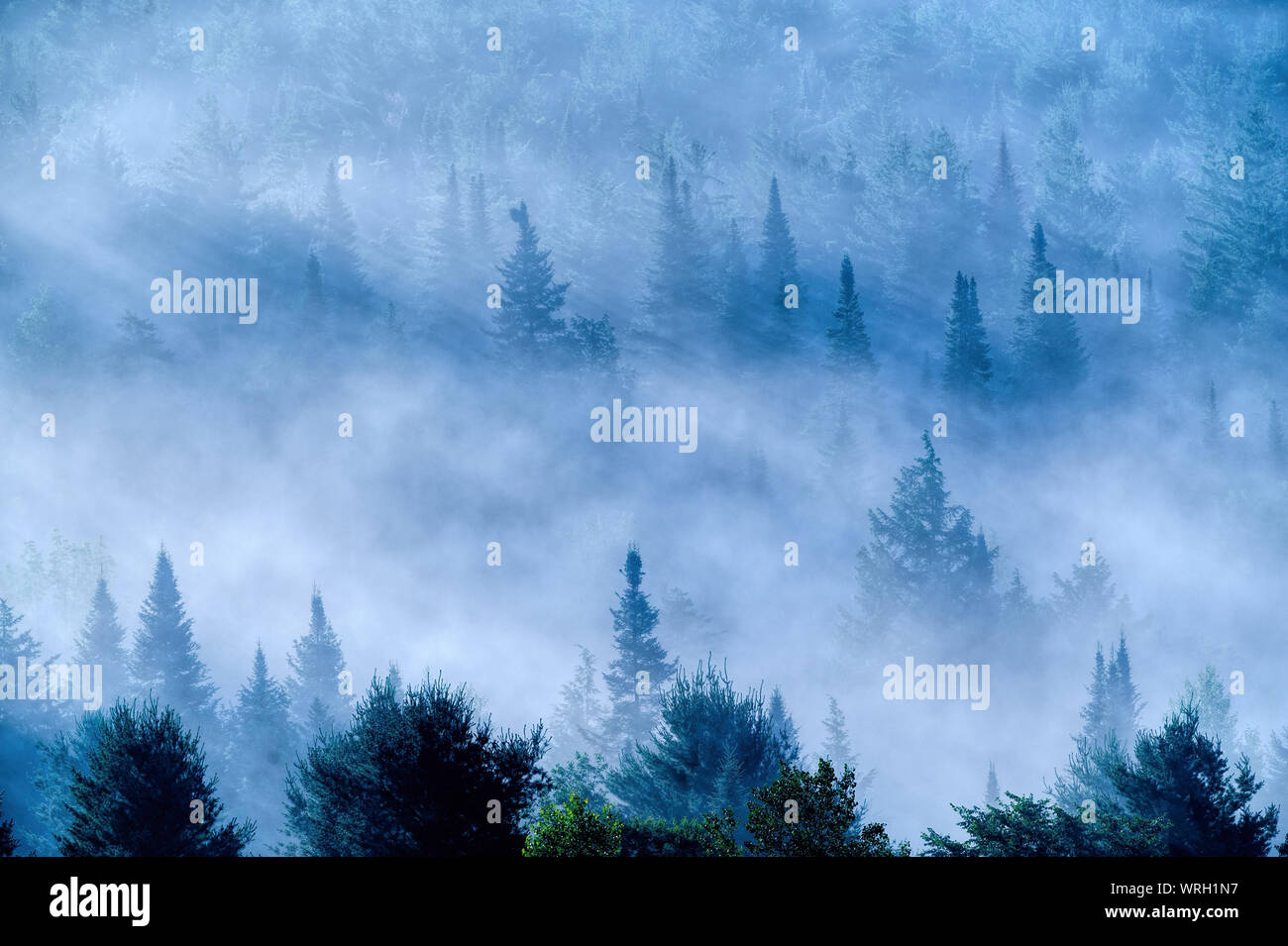 Overlooking a field of fog shrouded trees in the early morning light ...