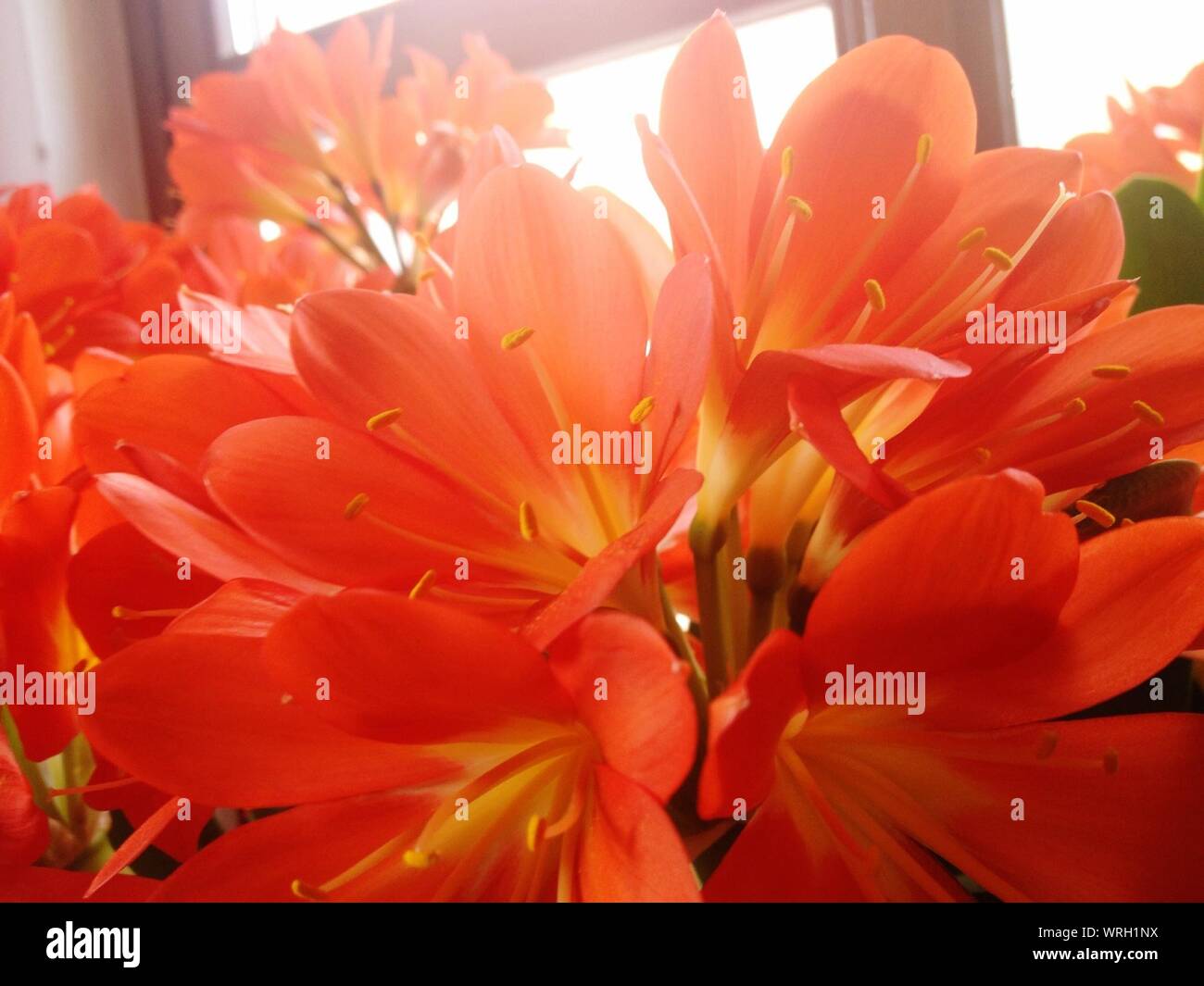 Close-up Of Clivia Indoors Stock Photo