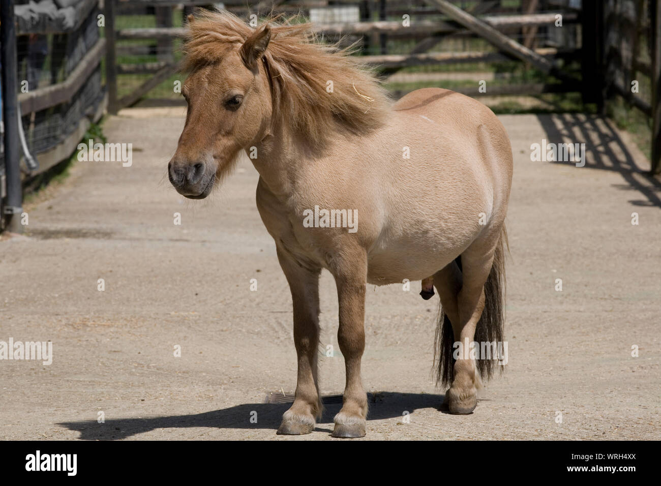 Shetland pony stallion in yard at Hullabazoo farm at Whipsnade zoo Stock Photo