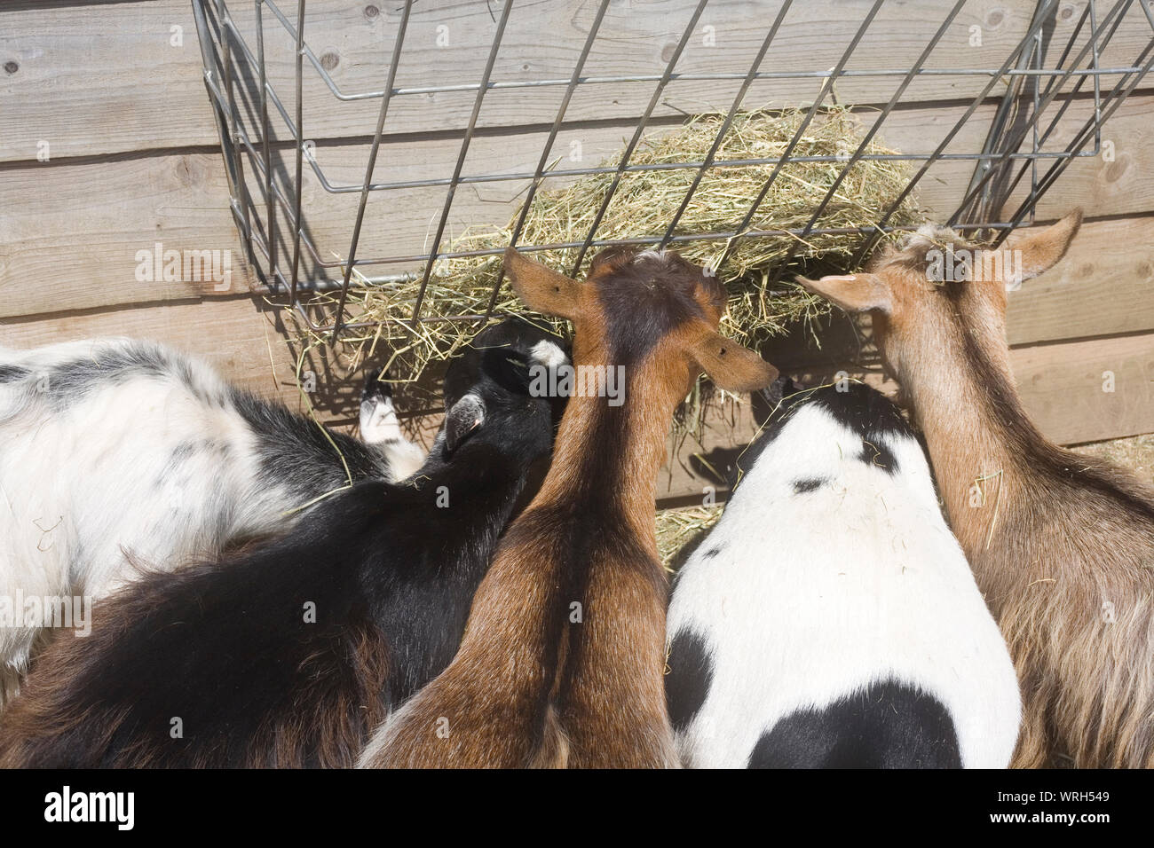 herd of female goats eating hay in a metal basket on side of wooden