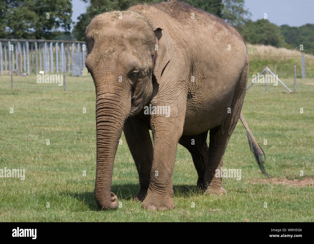Adult tuskless female Asian elephant in paddock at Whipsnade zoo Stock Photo