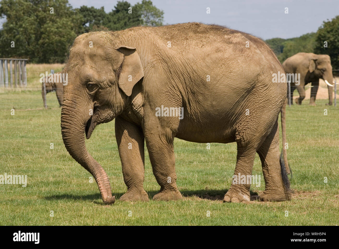 Tuskless female Asian elephant in foreground with tusked male Asian elephants in distance at Whipsnade zoo Stock Photo