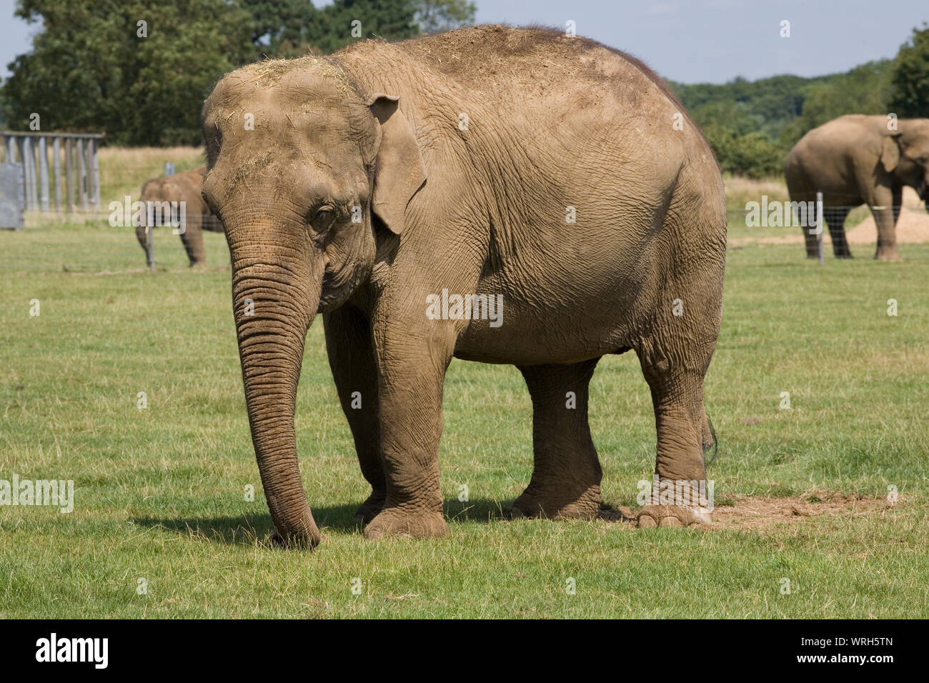 Female Asian elephant in paddock with juvenile and adult males in separate enclosure in background at Whilsnade zoo Stock Photo