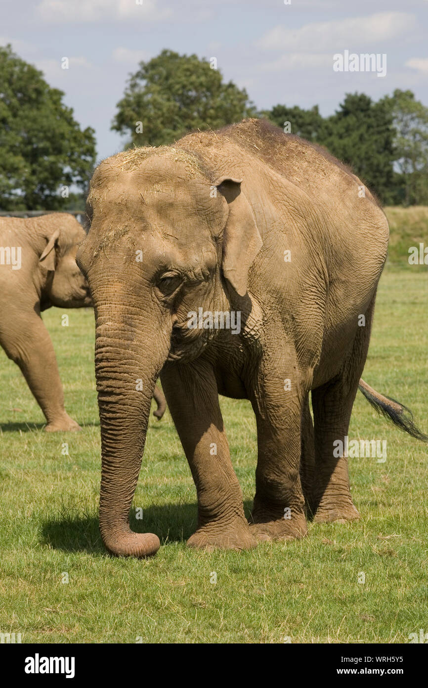 Female elephant with a companion nearby on grass enclosure at Whipsnade zoo Stock Photo