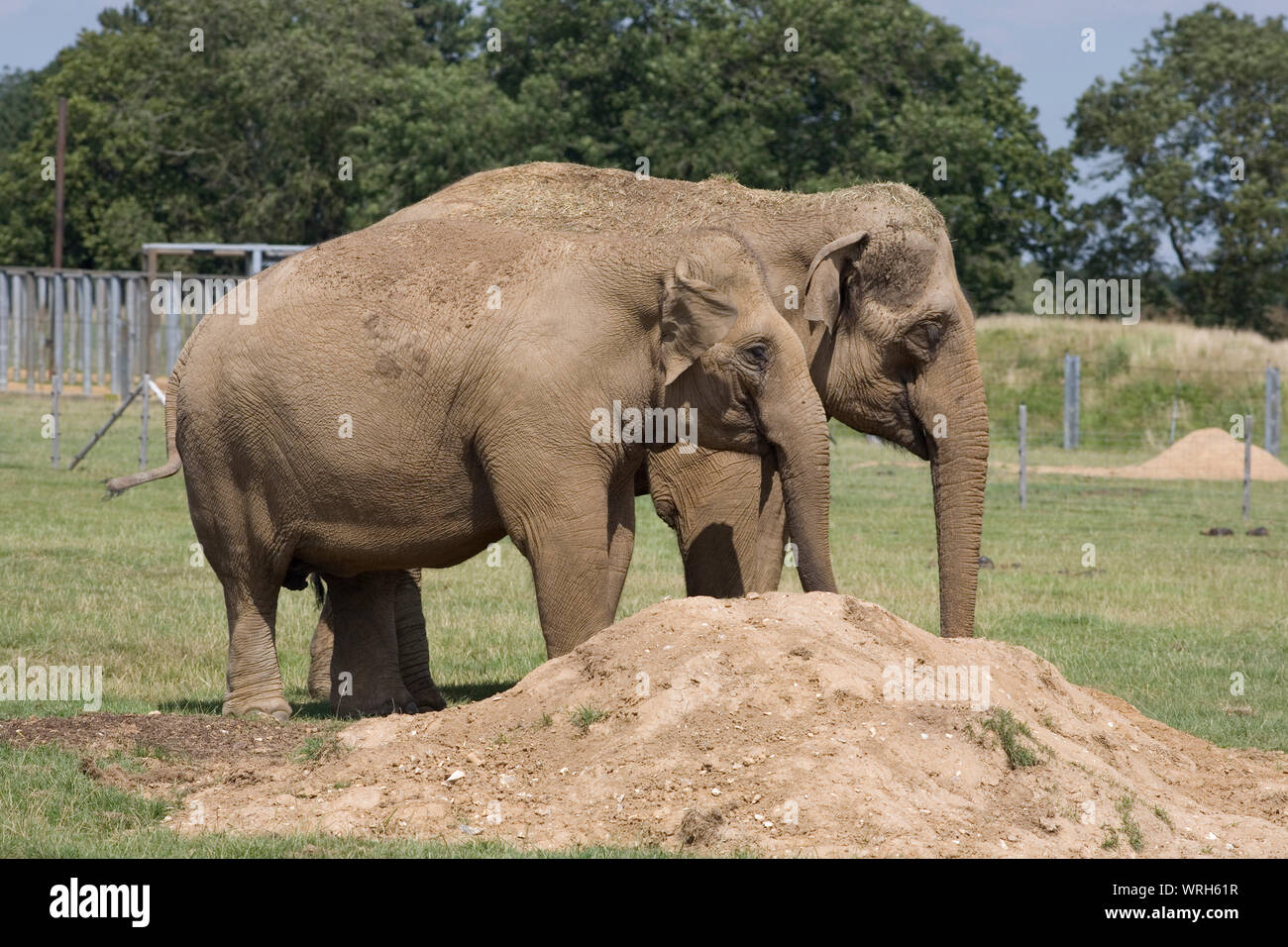 Pair of female Asian elephants by pile of earth they are using for a mud bath at Whipsnade zoo Stock Photo