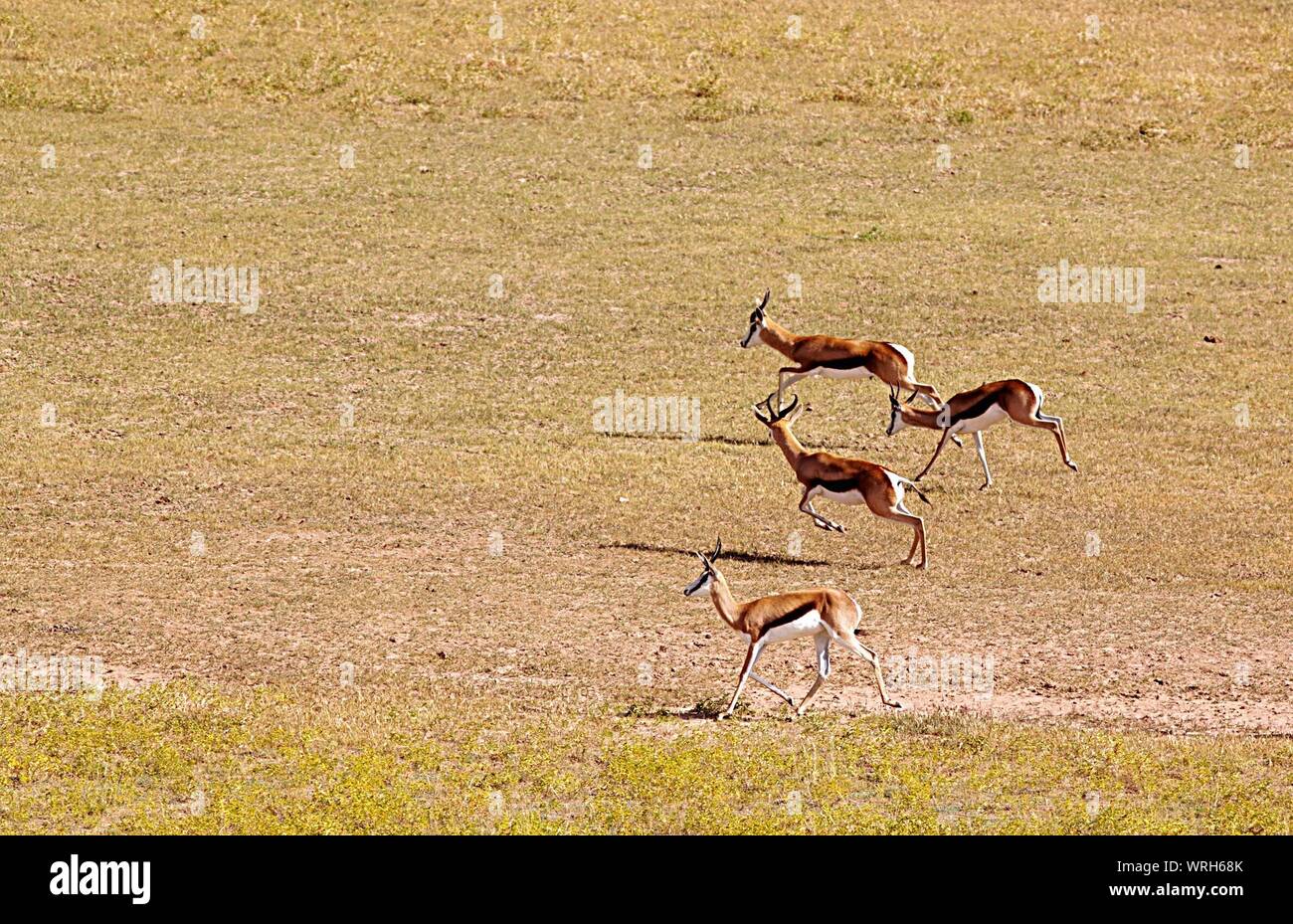Springboks running hi-res stock photography and images - Alamy