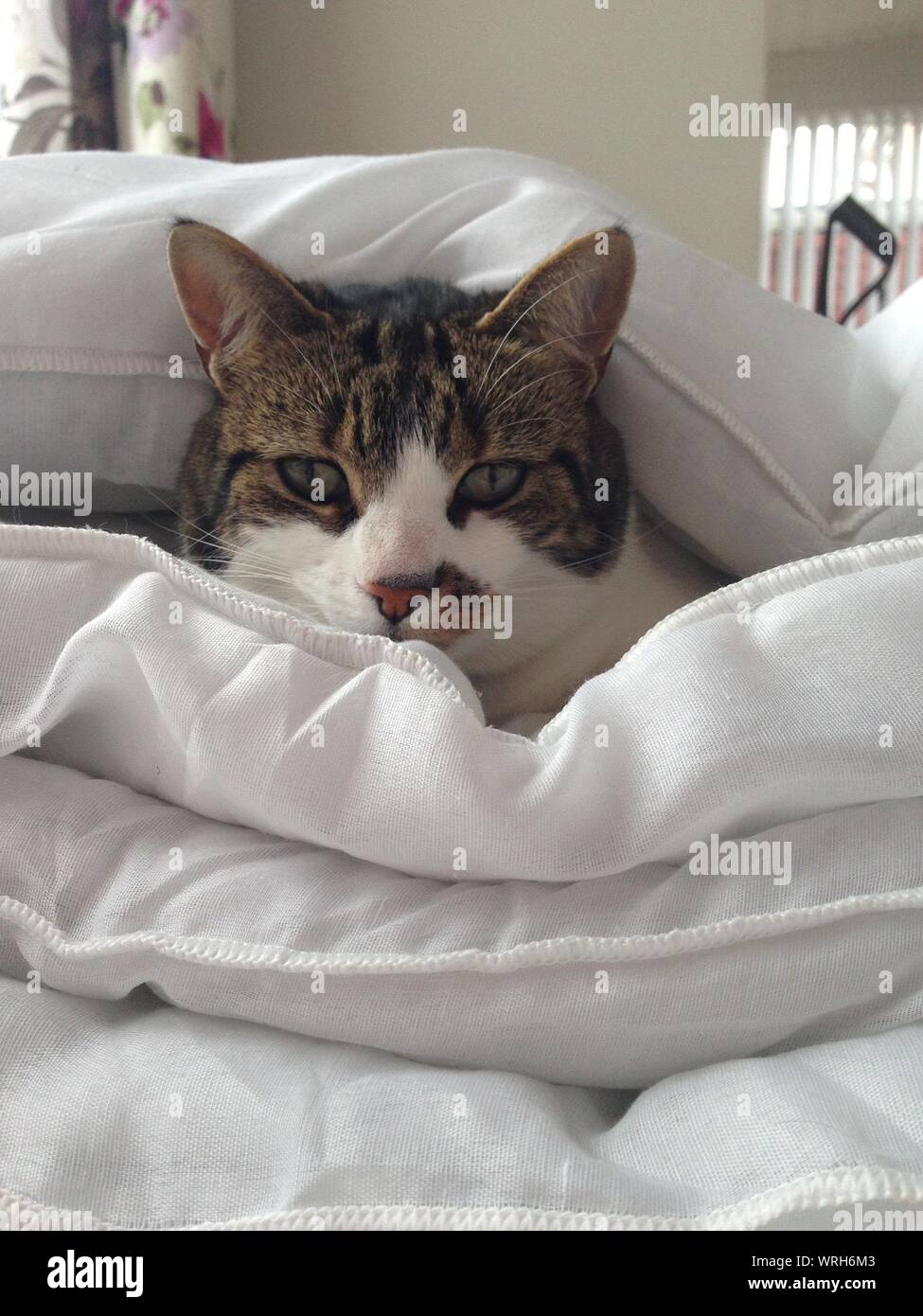 Portrait Of Cat On Bed Stock Photo Alamy
