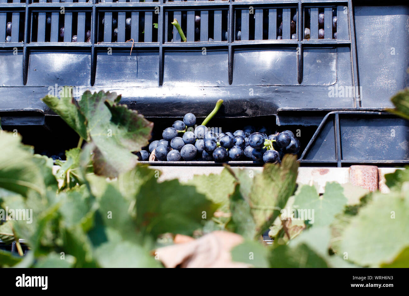 Grapes in plastic crates during grape harvest in South Italy, Puglia