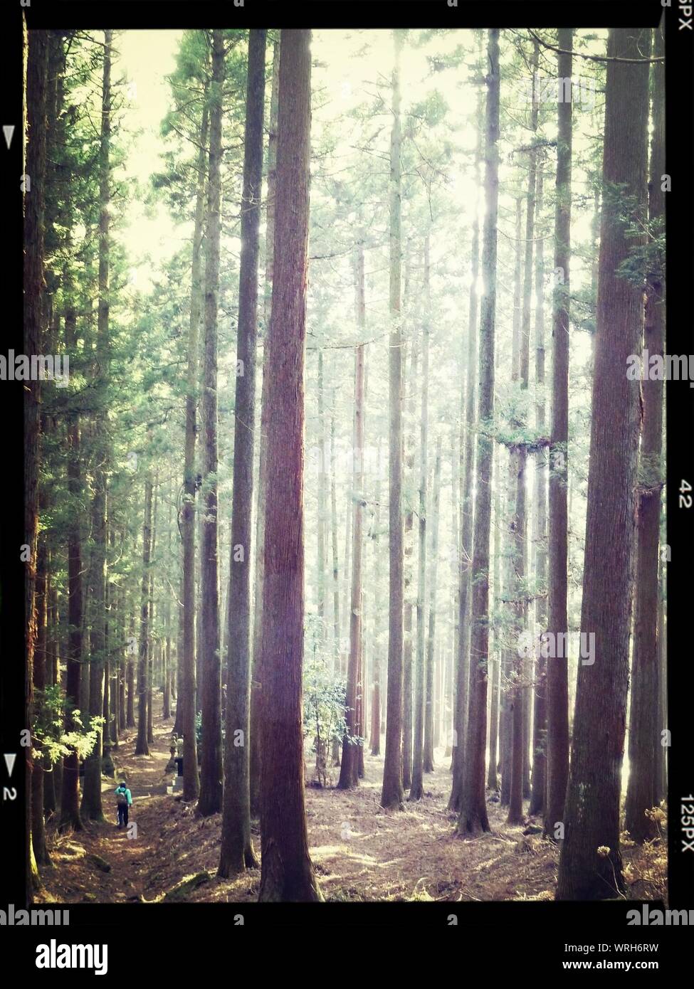 Tall thin trees hires stock photography and images Alamy