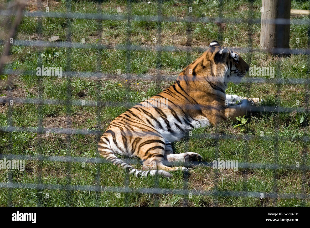 Endangered Amur tiger in wire bounded enclosure at Whipsnade zoo Stock Photo