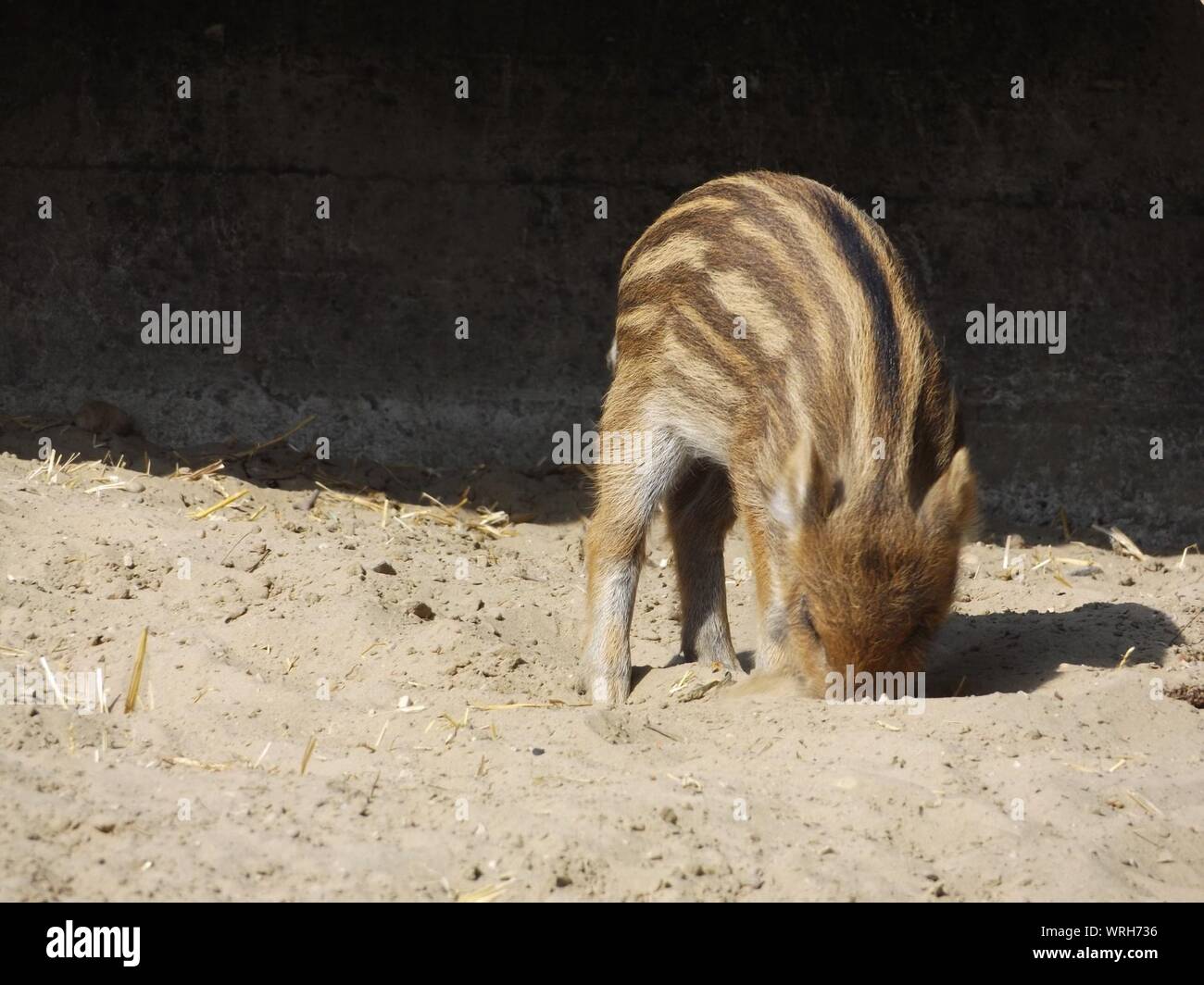 Young Wild Boar Foraging On Field Stock Photo