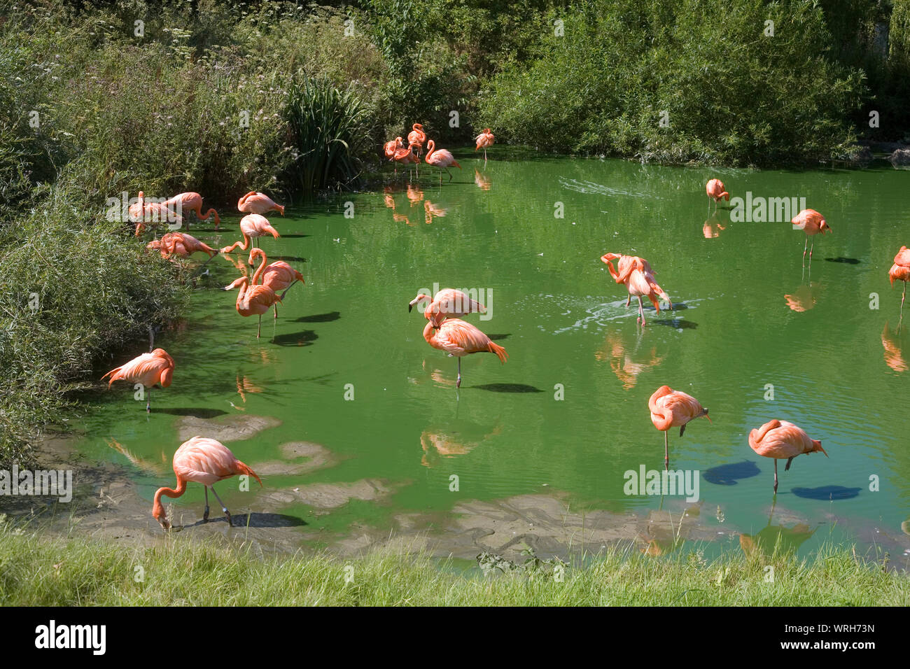 lake for Caribbean flamingos at Whipsnade zoo with lush green vegetation in summer Stock Photo