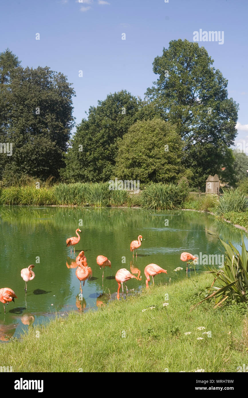 lake for Caribbean flamingos with summer vegetation surrounding and trees beyond at Whipsnade zoo Stock Photo