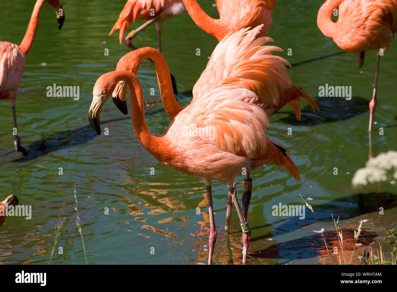 Caribbean flamingos standing in their lake at Whipsnade zoo Stock Photo