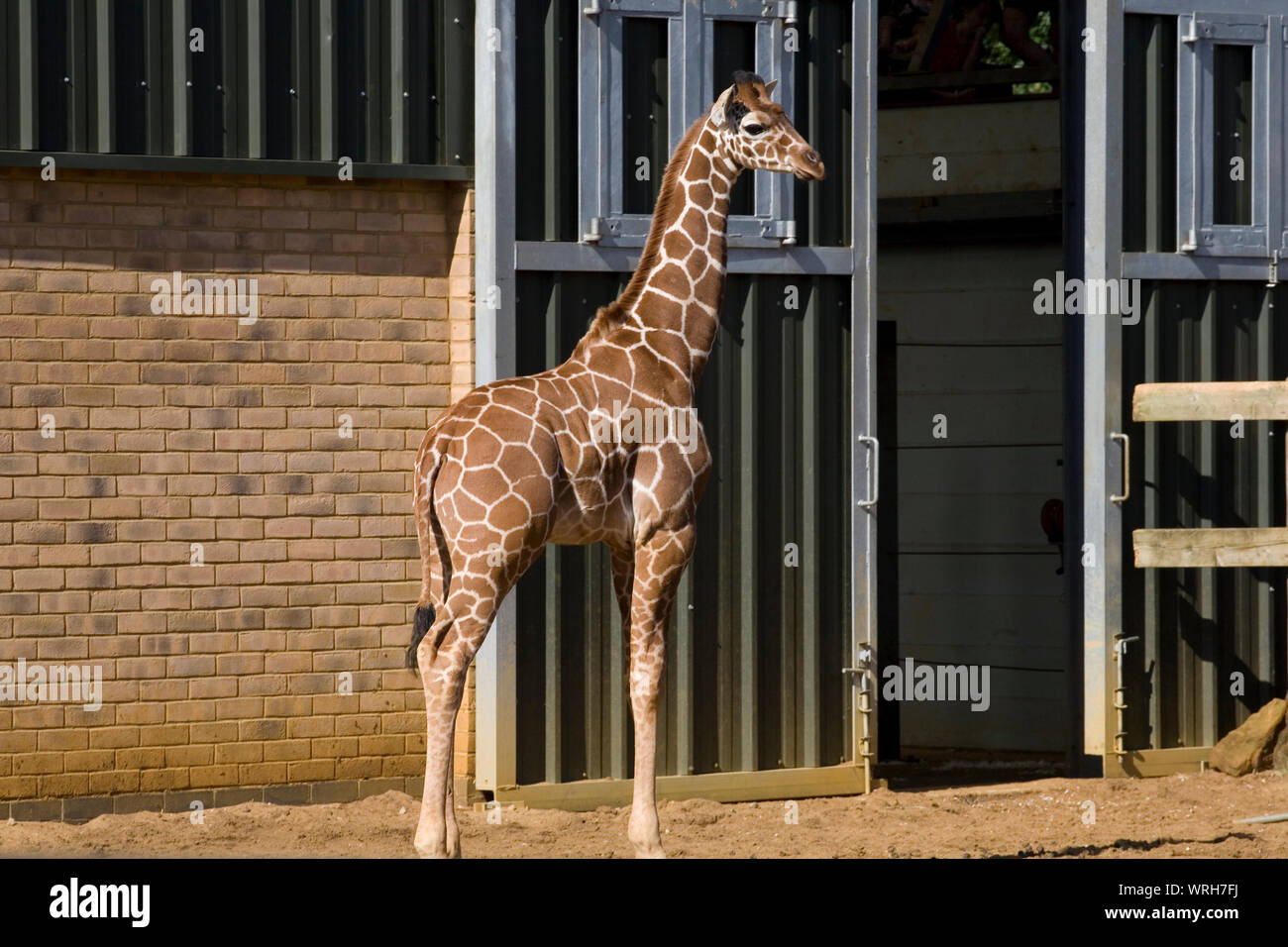 young giraffe standing by entrance to giraffe house in Whipsnade zoo reluctant to enter Stock Photo