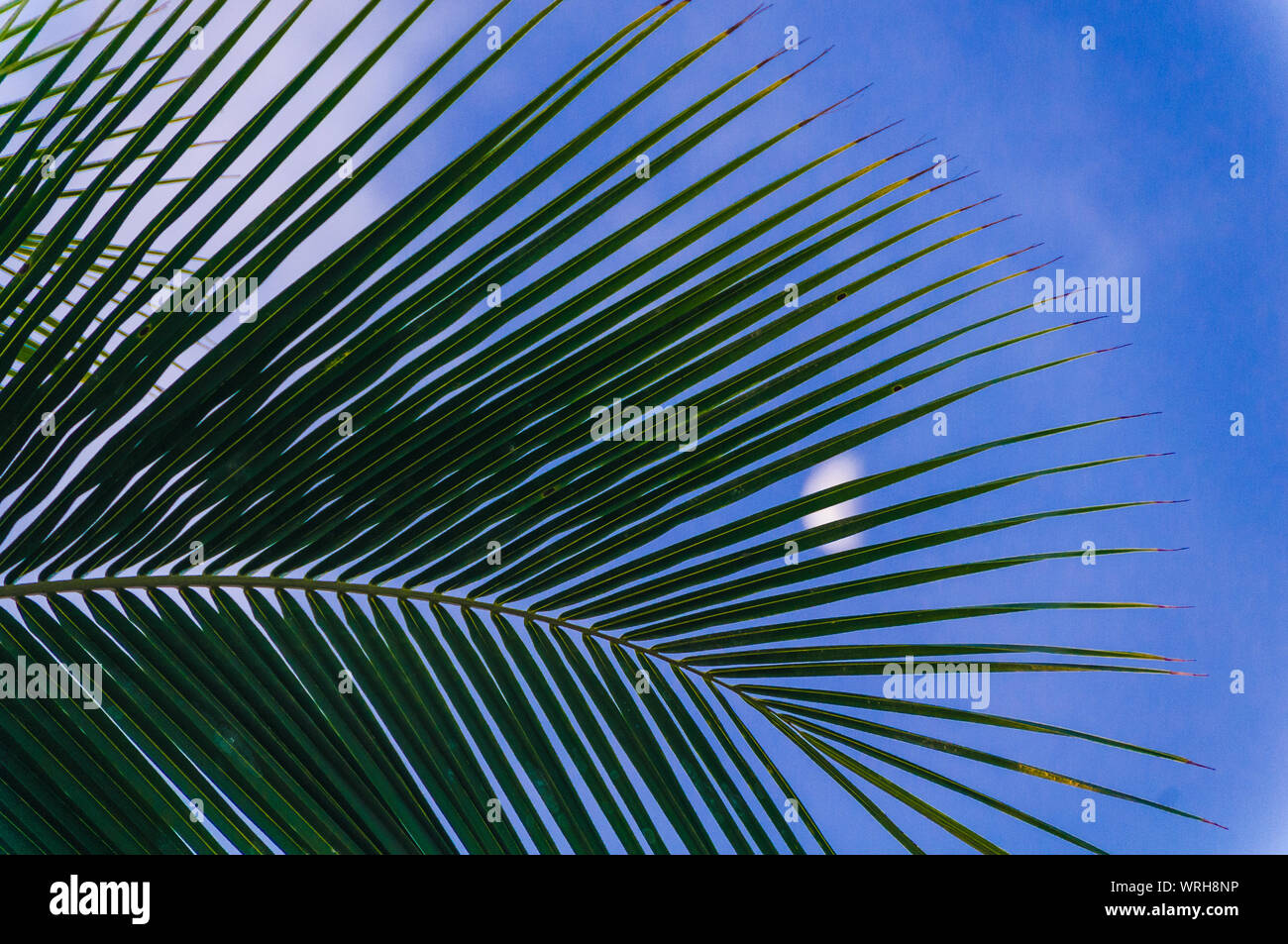 Half moon behind silhouetted palm tree leaves Stock Photo Alamy