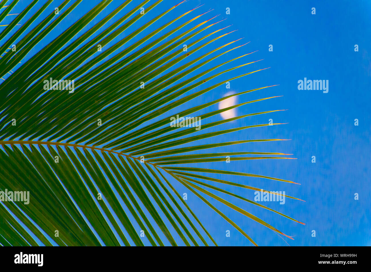 Half moon behind silhouetted palm tree leaves Stock Photo Alamy