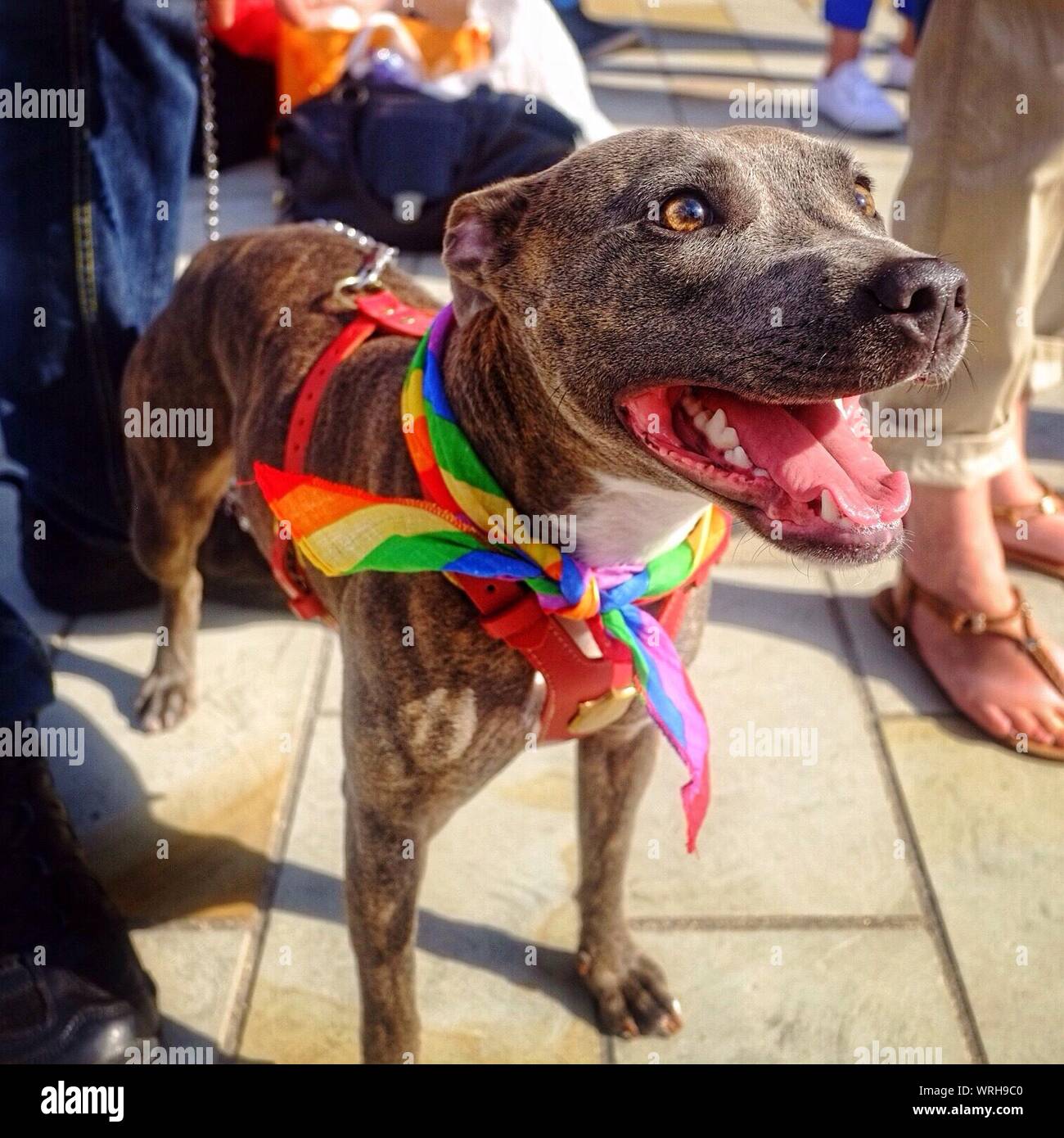 Pride rainbow dog hires stock photography and images Alamy