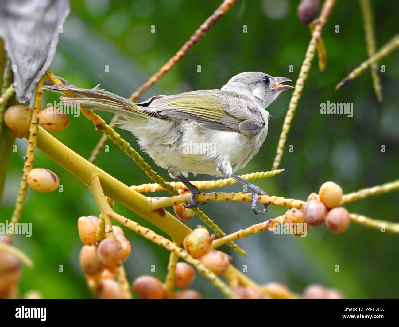 Bird Eating Fruit Stock Photo