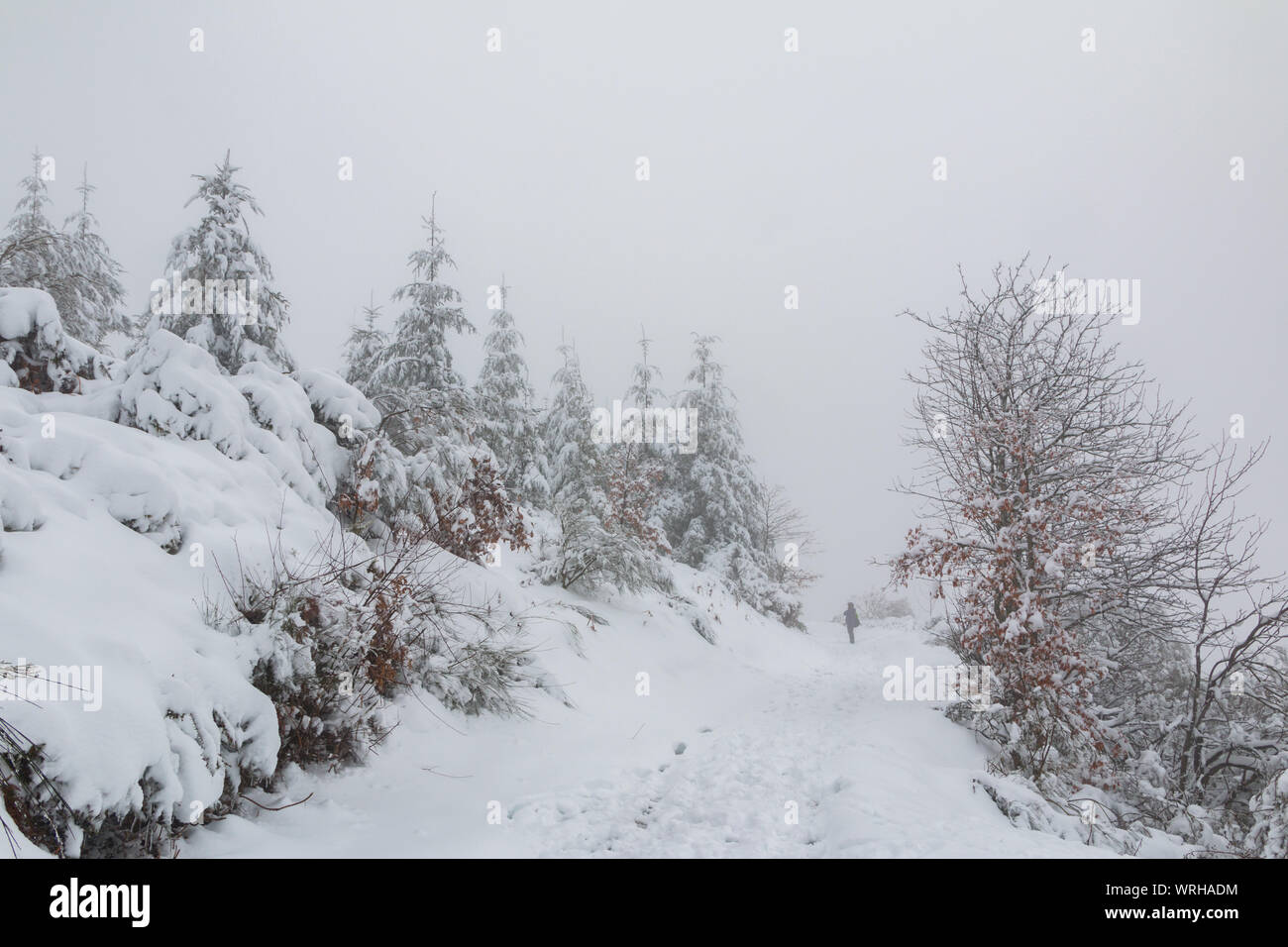 snowy landscape with road and trees Stock Photo - Alamy