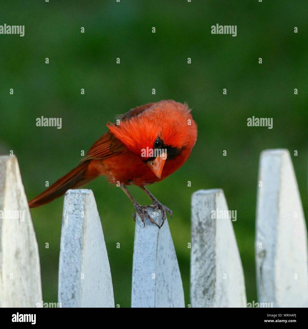 Male Cardinal On Fence Stock Photo Alamy