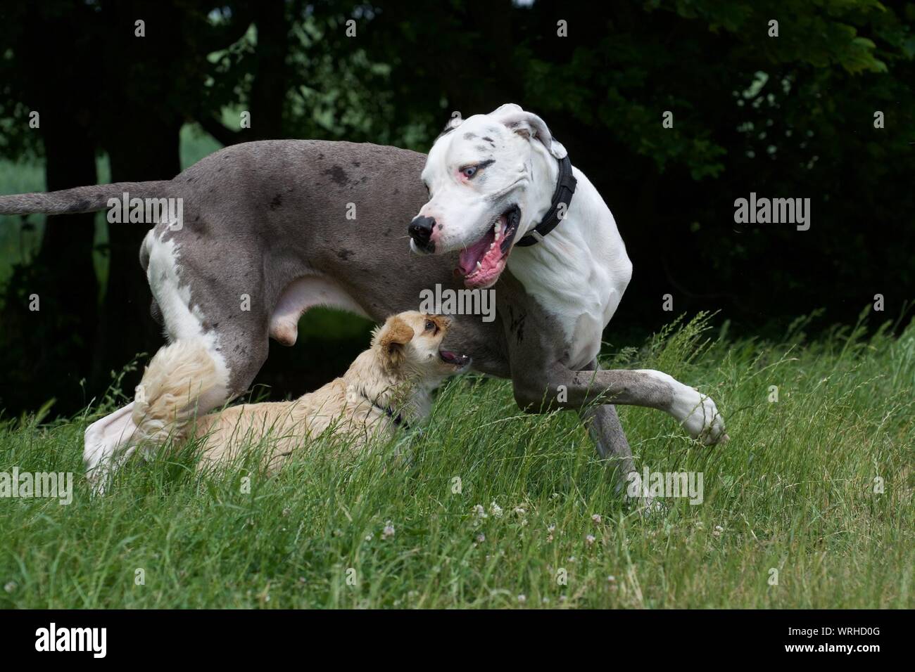 Side View Of Big And Small Dogs Playing On Grass Stock Photo