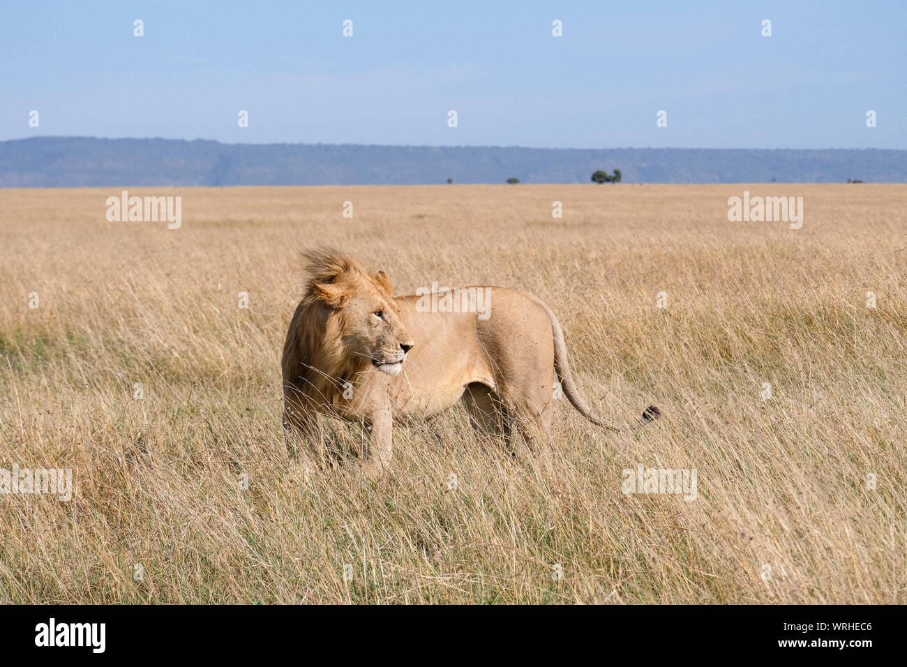 Lion in the wilderness hi-res stock photography and images - Alamy